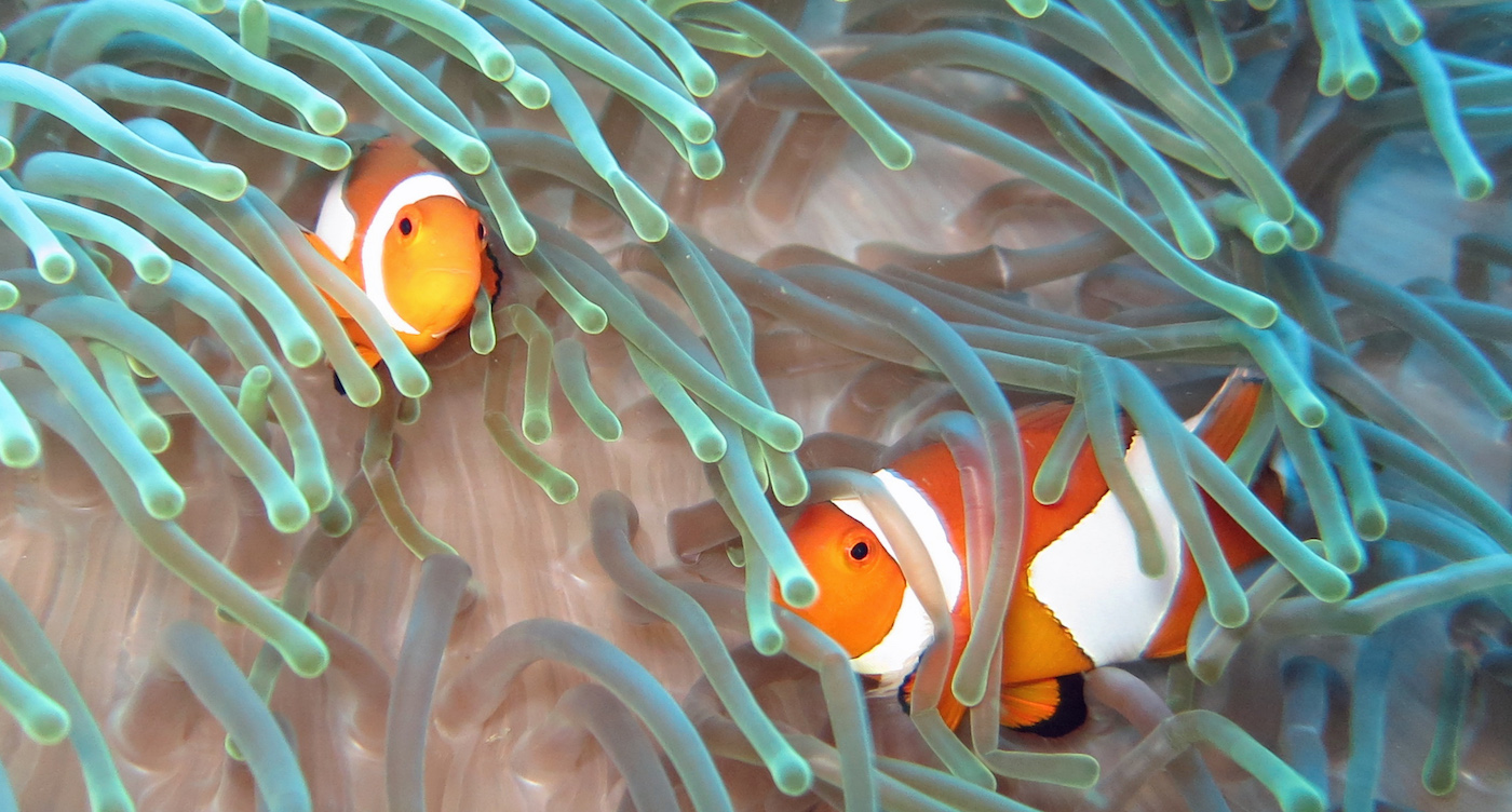 2 Sulawesi, Bunaken, Clownvis