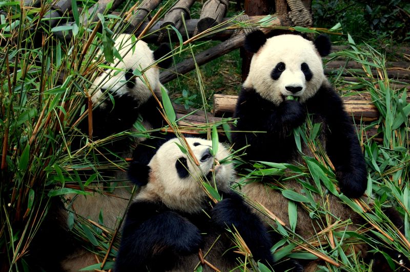 China panda Chengdu