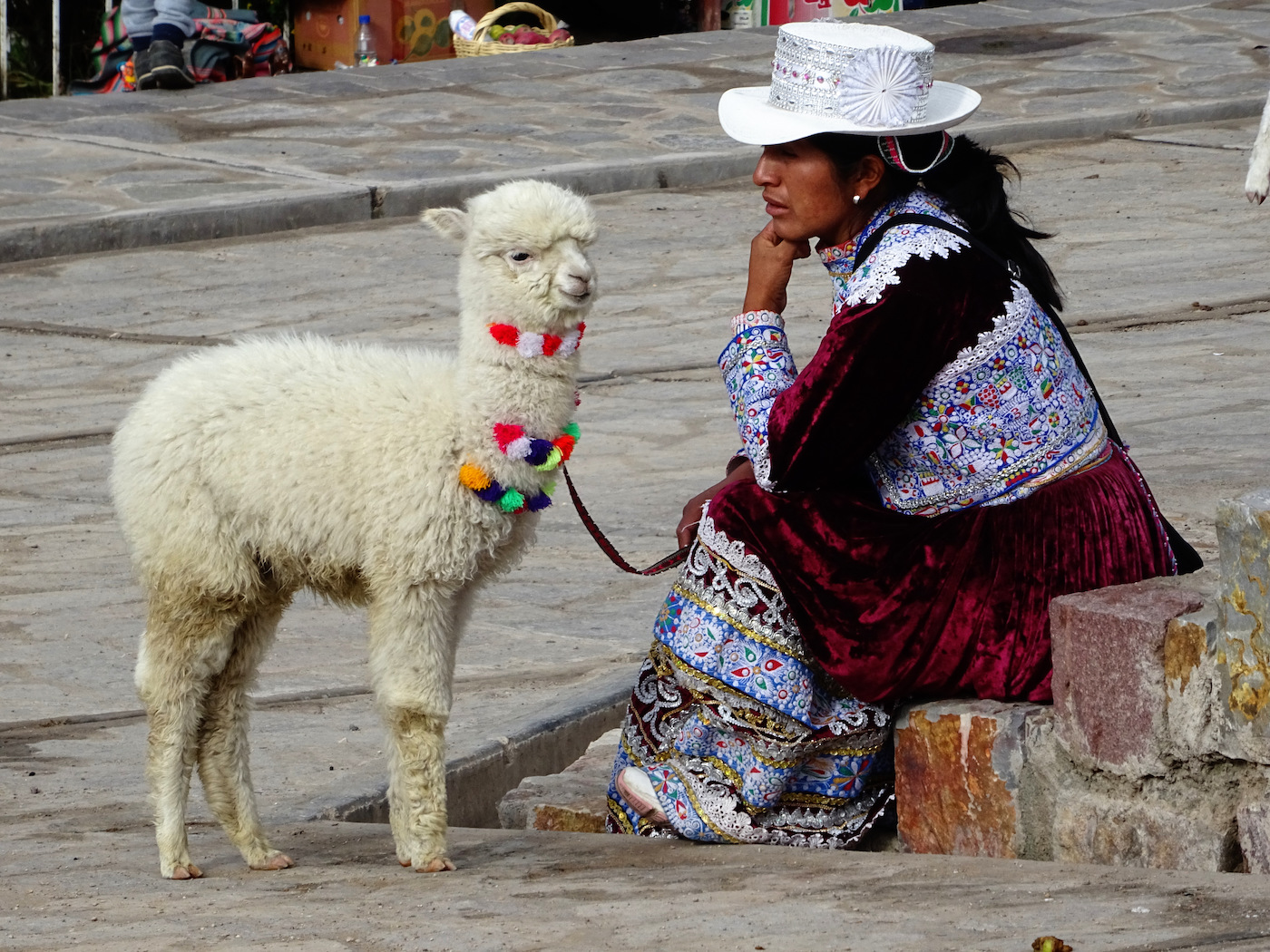 Alpaca's knuffelen peru