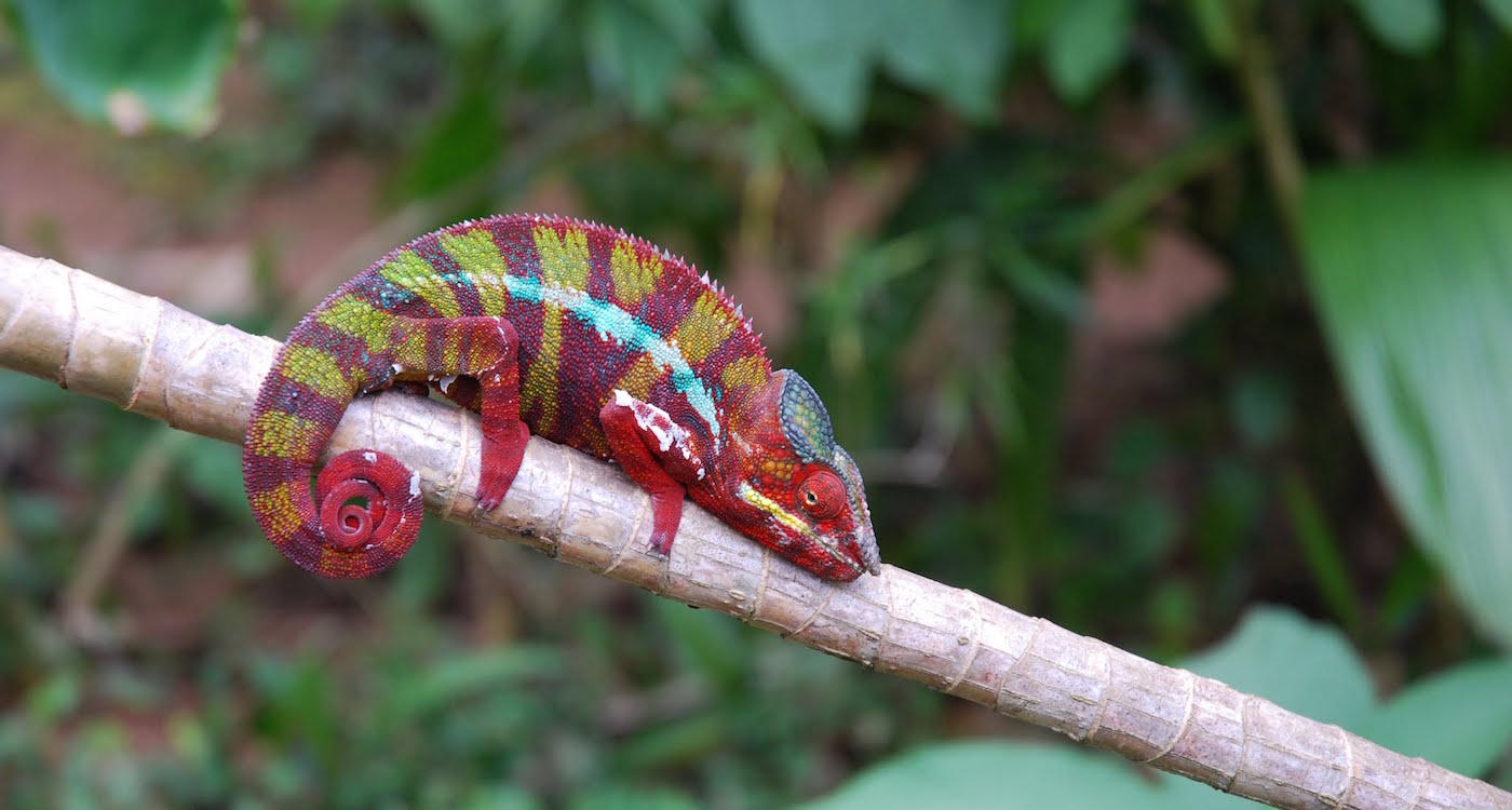 Eiland madagascar reizen naar Madagascar