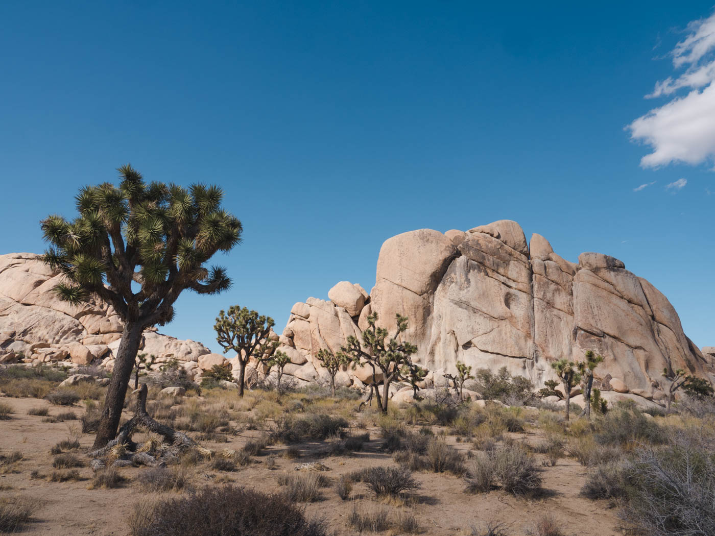 Joshua boom joshua tree national park tips