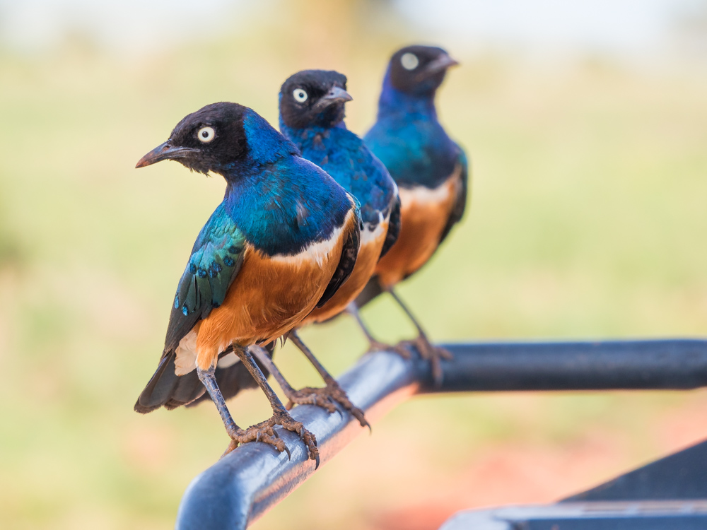 Kenia-salt-lick-lodge-vogels
