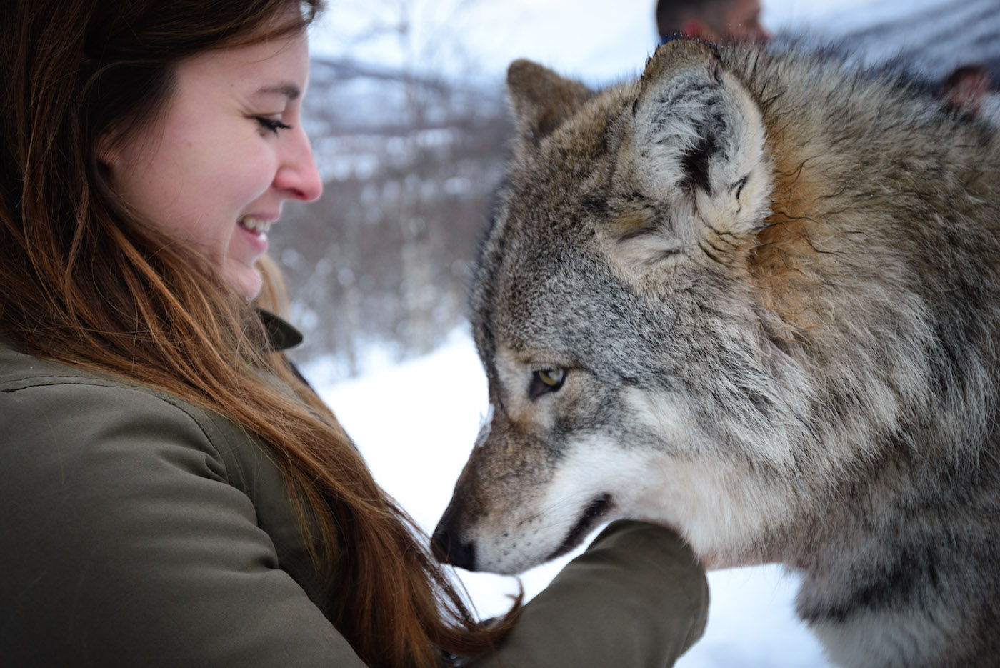 Kus Wolf Polar Park Noorwegen