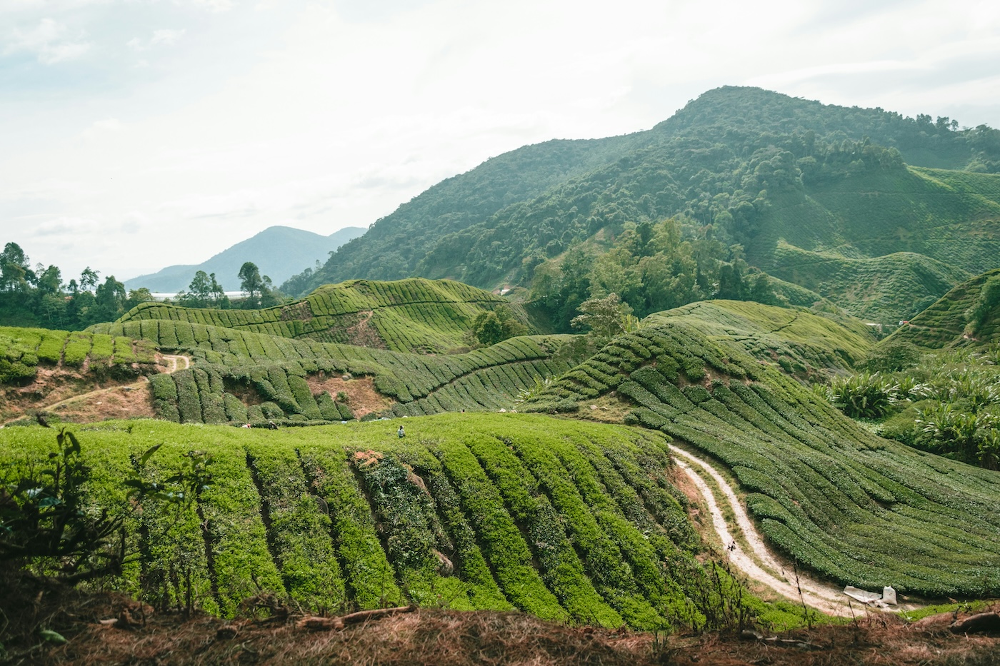 Tanah Rata in Cameron Highlands