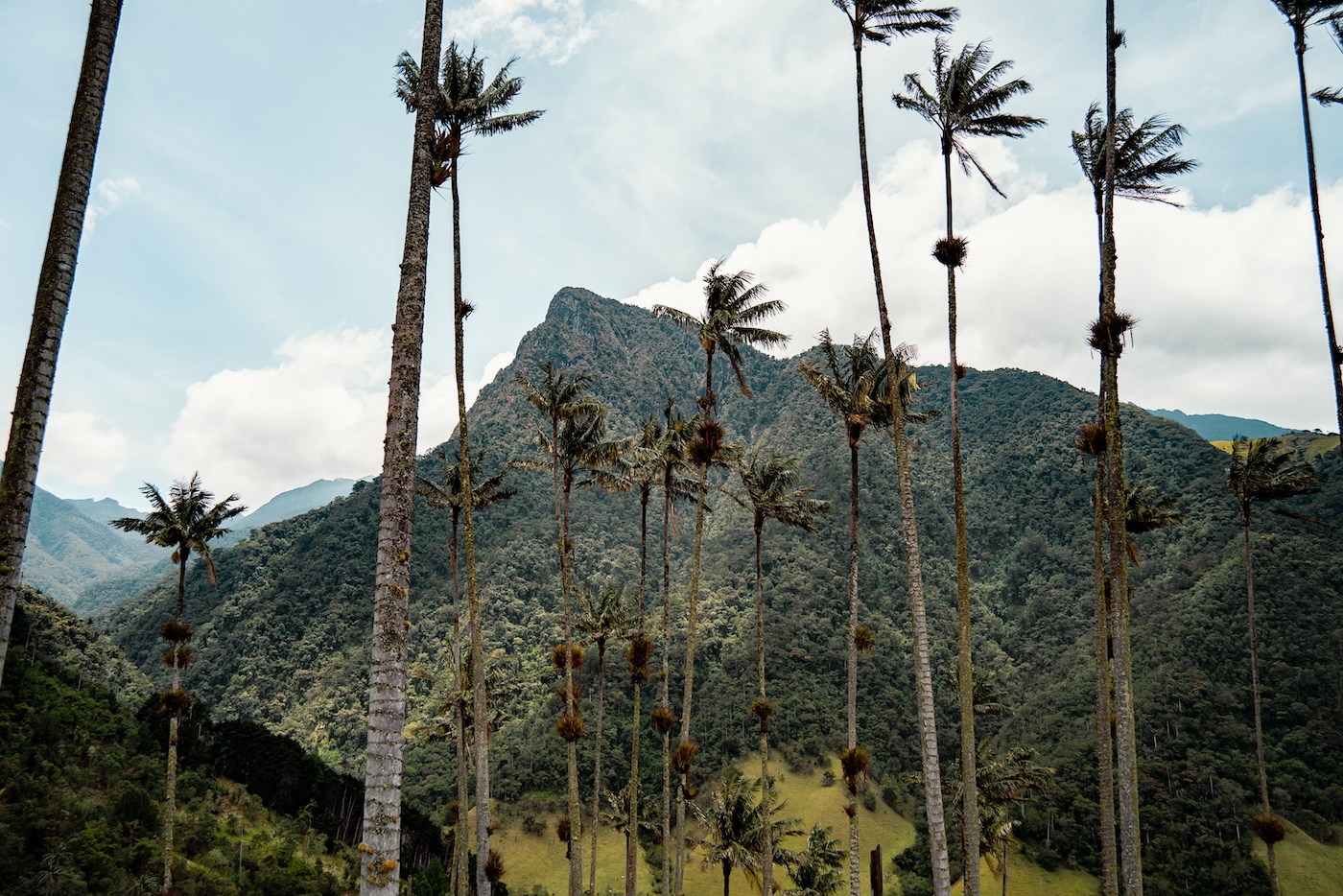 Wat te doen in Colombia, palmbomen