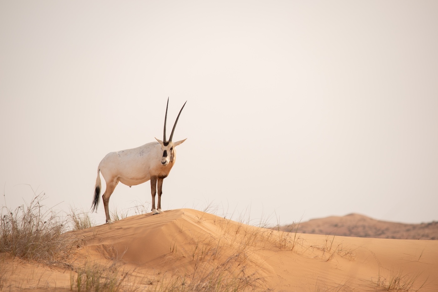 arabische oryx, Dubai Desert Conservation Reserve