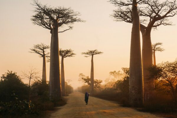 baobab madagascar