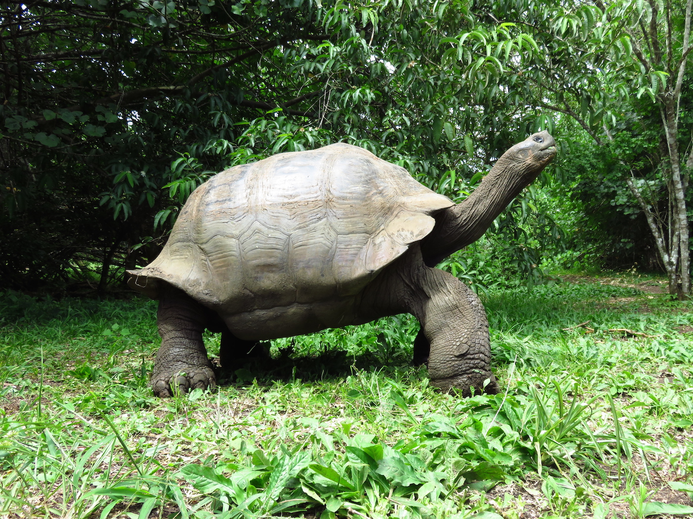 dieren galapagos schildpad