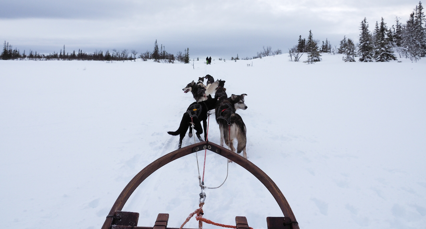 huskytocht lapland