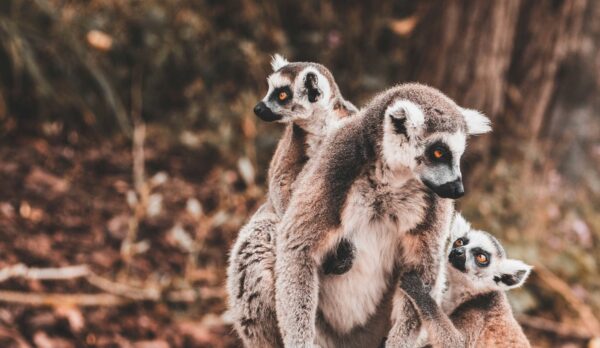 madagascar tips vrijwilligerswerk