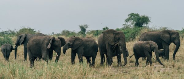oeganda big five