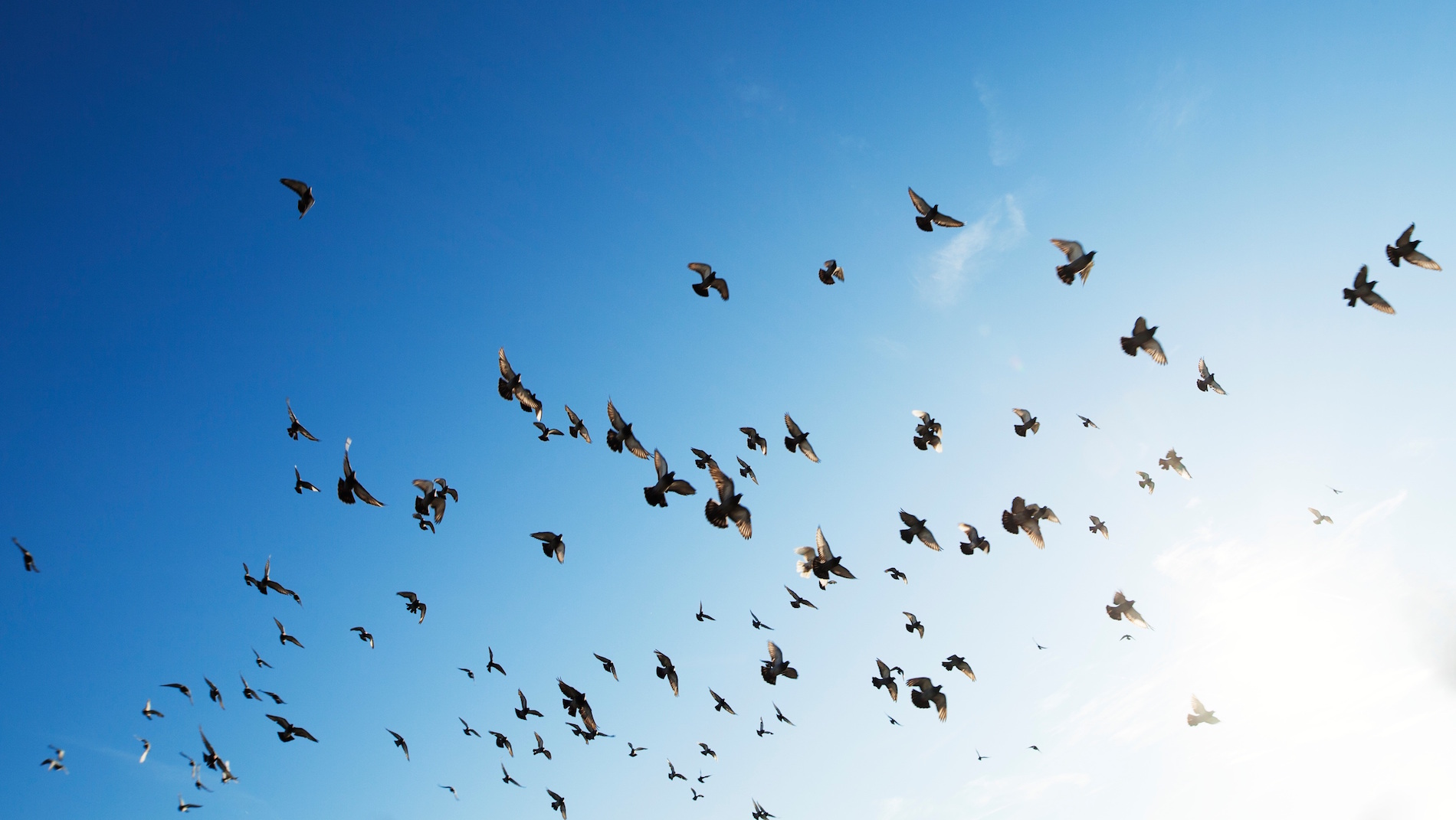 studeren in het buitenland