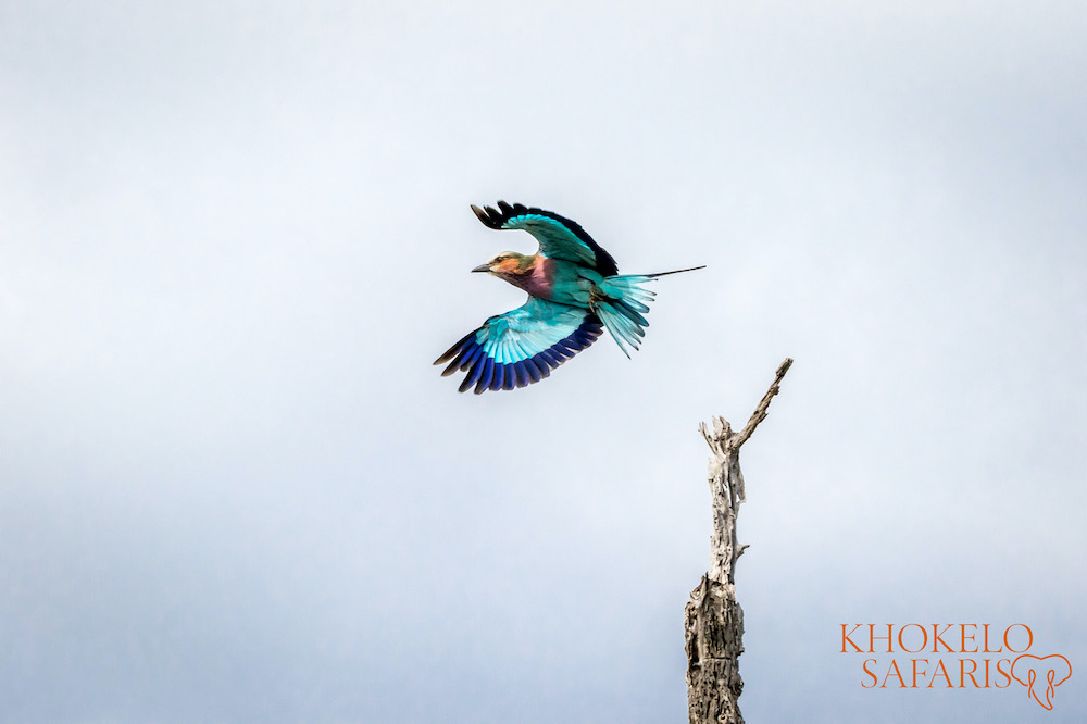 tips safari in Botswana